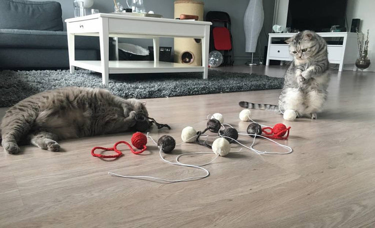 Cat Toy Set mit Sisal und Stoffball (Mehrfarbig)